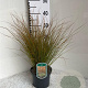 Carex testacea 'Prairie Fire' GM 2,0L