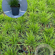 Deschampsia cespitosa GM 2,0L