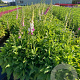 Digitalis purpurea GM 2,0L