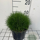 Festuca gautieri 'Pic Carlit' GM 2,0L