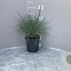Festuca glauca 'Elijah Blue' GM 2,0L
