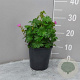 Geranium sanguineum GM 2,0L