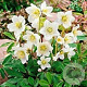 Helleborus n. 'Advent Star' GM 2,0L