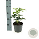 Helleborus orientalis GM 2,0L