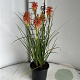 Kniphofia 'Papaya Popsicle' GM 2,0L