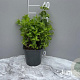 Mentha piperita GM 2,0L