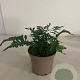 Polypodium vulgare GM 2,0L