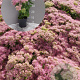 Sedum spectabile 'Brillant' GM 2,0L