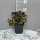 Sedum spurium 'Fuldaglut' GM 2,0L