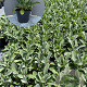Stachys byzantina GM 2,0L