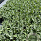 Stachys byzantina GM 2,0L
