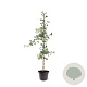 Ginkgo biloba 100-125 cm 7,5L