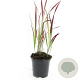 Imperata cylindrica 'Red Baron' GM C1.3