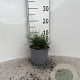 Pinus mugo pumilio plantgoed 2,0L