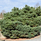 Pinus strobus 'Blue Shag' 40-50 cm met kluit