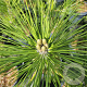 Pinus thunbergii 30-40 cm 3,0L
