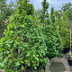 Acer campestre 'Eco Sentry' 200-210 cm container piramide