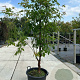 Acer griseum 175-200 cm draadkluit meerstammig