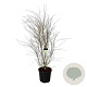 Acer palmatum 170-200 cm cont. 55L extra