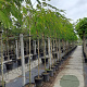 Albizia julibrissin 8-10 HO container