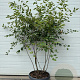 Amelanchier lamarckii 140-160 cm container meerstammig