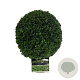 Buxus sempervirens 20-25 cm 3,0L bol antraciet