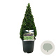 Buxus sempervirens 40-50 cm 4,0L piramide antraciet