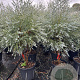 Eucalyptus gunnii Azura 160-180 cm 25L