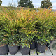 Nandina domestica 80 cm 12L