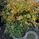Nandina domestica 130-140 cm container  solitair