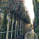 Photinia fraseri 'Red Robin' 12-14 HO container 180 cm stam lei 150x150