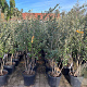 Quercus ilex 150-175 cm 30L meerstammig