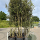 Quercus ilex 300-350 cm cont. 130L meerstammig