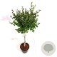 Syringa meyeri Flowerfesta White 80 cm stam 15L