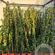 Trachelospermum jasminoides 125-150 cm 3,0L Gestokt