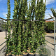 Trachelospermum jasminoides 250-300 cm 18L Gestokt