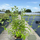 Cornus sericea 'Flaviramea' 80-100 cm 10L
