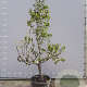 Pyrus c. 'Conference' GM container solitair
