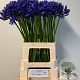 Agapanthus 'Esther' GM 10L