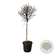 Betula pendula 'Magical Globe' 90 cm stam 30L