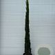 Cupressus sempervirens 250-300 cm 45L