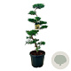 Juniperus pfitzeriana 100-125 cm 45L bonsai