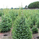 Picea omorika 125-150 cm met kluit extra