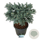 Picea pungens 'Karpaten' 40 cm stam 30L