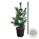 Pinus monticola 'Ammerland' 100-125 cm 30L extra