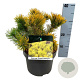 Pinus mugo 'Carsten's Wintergold' 20-25 cm