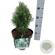 Pinus mugo 'Green Column' 20-25 cm