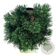 Pinus mugo 'Limerick' 25-30 cm 15L