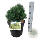 Pinus mugo 'Limerick' 25-30 cm 15L