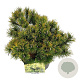 Pinus mugo 'Ophir' 25-30 cm 7,5L